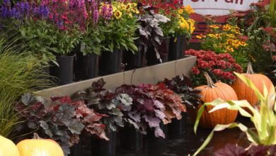 3 easy ways to enjoy living color in your outdoor space this fall