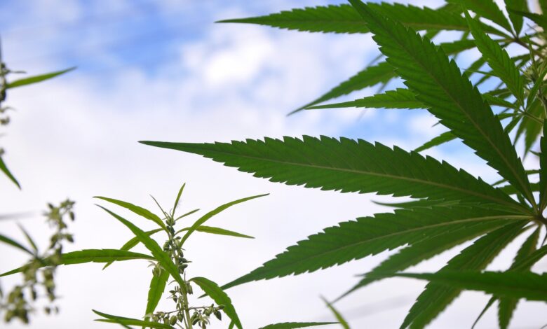 USVI legalizes recreational use of marijuana USVI legalizes recreational use of marijuana