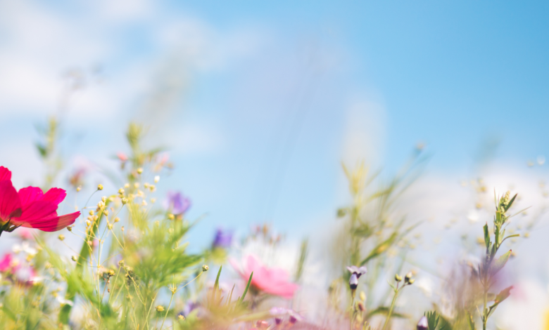 Ten ways to reduce allergy symptoms this spring Ten ways to reduce allergy symptoms this spring