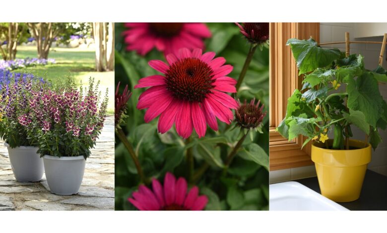 Garden expert approved: New trends and plants for 2023 Garden expert approved: New trends and plants for 2023