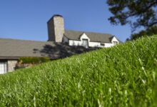 Are you making these 5 common spring lawn care mistakes?