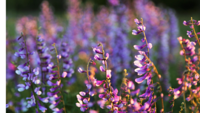 Try a little fun and relaxation this weekend