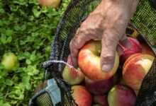 Embracing the Charm: Five Reasons to Fall for Autumn