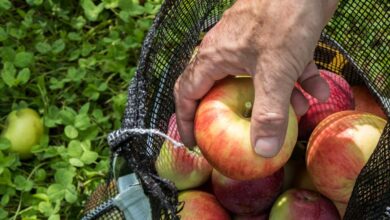 Embracing the Charm: Five Reasons to Fall for Autumn