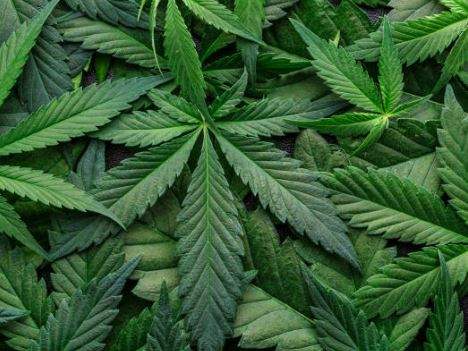 Reclassification of Cannabis to Schedule III: A Paradigm Shift in Drug Policy Reclassification of Cannabis to Schedule III: A Paradigm Shift in Drug Policy