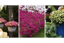 How to keep your garden on-trend with petunias this spring