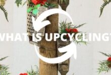 The Transformative Power of Upcycling: How It Benefits You and the Environment