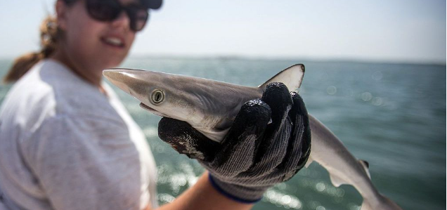 Sharks Off Brazil Coast Test Positive for Cocaine, Raising Environmental and Public Health Concerns Sharks Off Brazil Coast Test Positive for Cocaine, Raising Environmental and Public Health Concerns