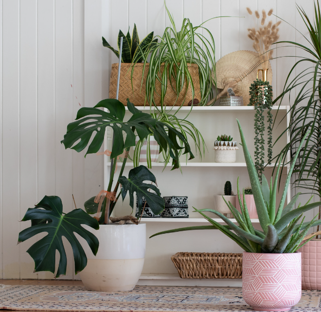 House Plants