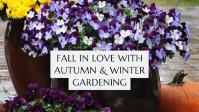 Fall in love with autumn and winter gardening