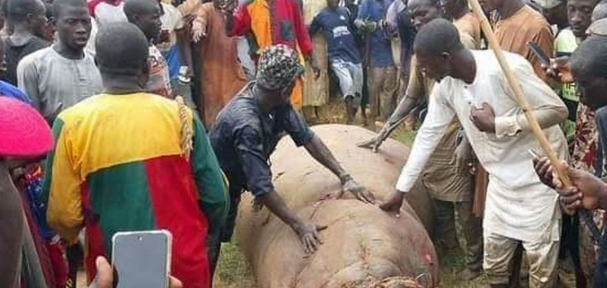 Nigerian Town Celebrates After Hunting Down Deadly Hippo Threatening Community Nigerian Town Celebrates After Hunting Down Deadly Hippo Threatening Community