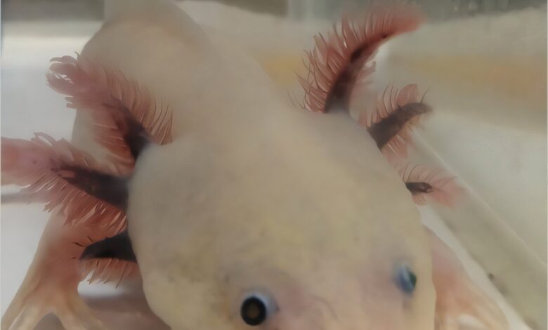 Axolotls help reveal keratinocytes, not fibroblasts, make collagen for healthy skin Axolotls help reveal keratinocytes, not fibroblasts, make collagen for healthy skin