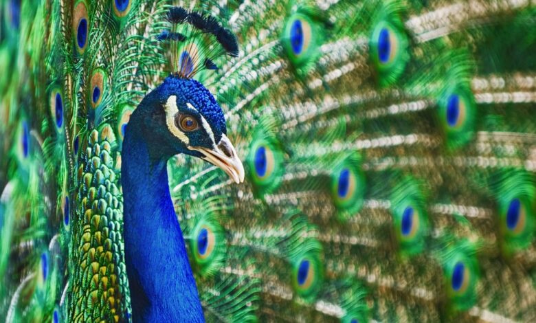 Bird Brains, Bird Sex, and All Kinds of Beauty (with Matt Ridley) Bird Brains, Bird Sex, and All Kinds of Beauty (with Matt Ridley)