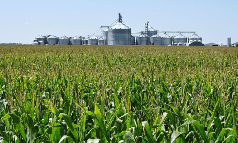EU tariffs on US grains to hit livestock sector, industry group says EU tariffs on US grains to hit livestock sector, industry group says