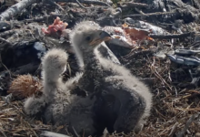 Help Jackie and Shadow name their bald eagle chicks
