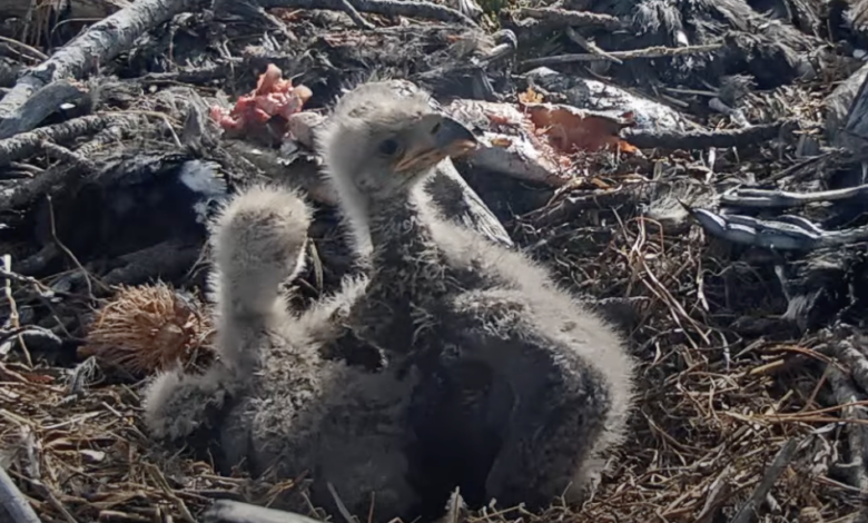 Help Jackie and Shadow name their bald eagle chicks Help Jackie and Shadow name their bald eagle chicks