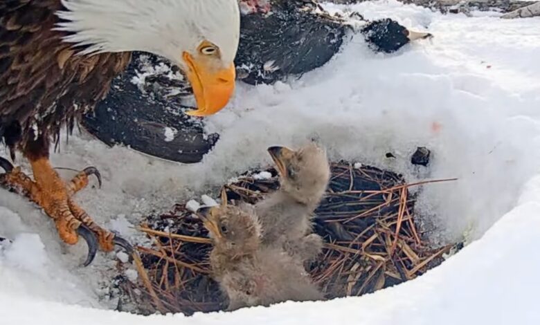 Live cam bald eagles lost 1 of 3 chicks after snowstorm Live cam bald eagles lost 1 of 3 chicks after snowstorm