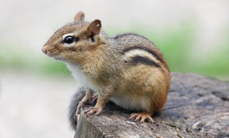 Live hantavirus is carried by more than 30 New Mexico small mammal species