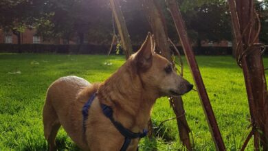 Park entrances may be hotspots for infective dog roundworm eggs