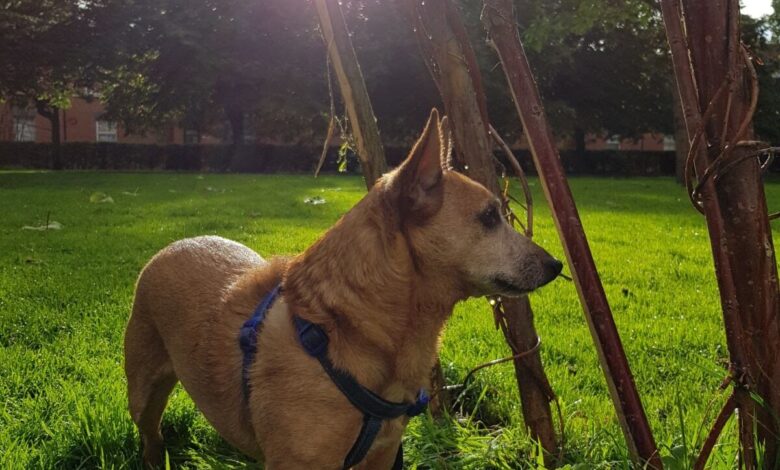 Park entrances may be hotspots for infective dog roundworm eggs