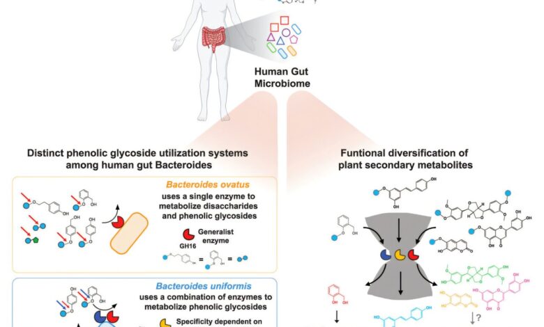 Partnering diet and intestinal microbes could protect against GI disease