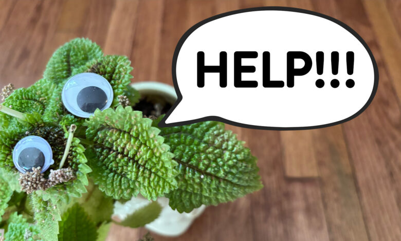Plants can now tell you when they’re stressed out Plants can now tell you when they’re stressed out