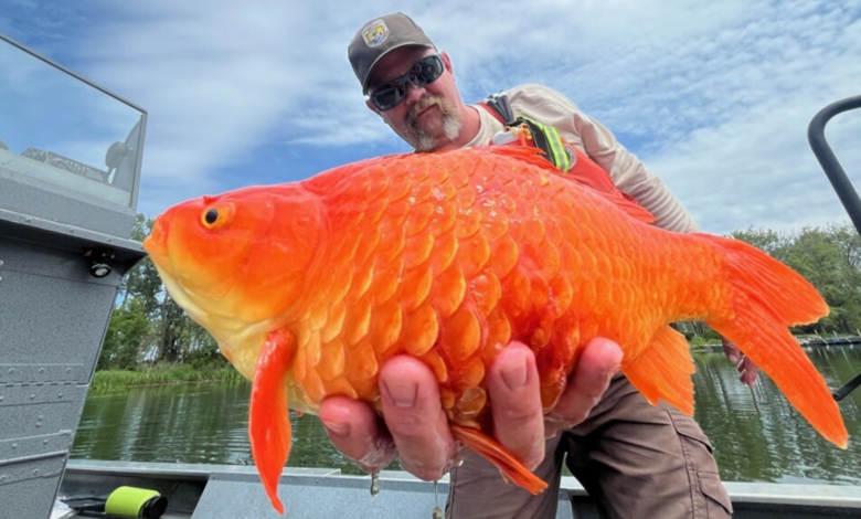 Please stop releasing pet goldfish into the wild Please stop releasing pet goldfish into the wild