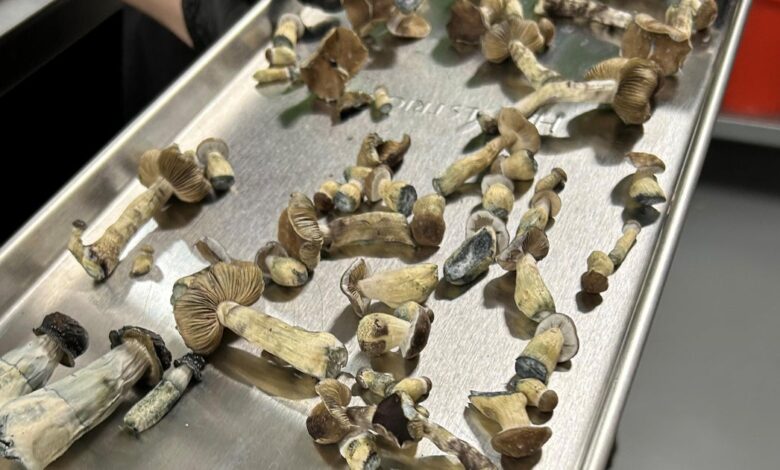 The Colorado psychedelic mushroom experiment has arrived The Colorado psychedelic mushroom experiment has arrived