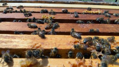 Millions of bees have died this year. It’s “the worst bee loss in recorded history,” one beekeeper says.