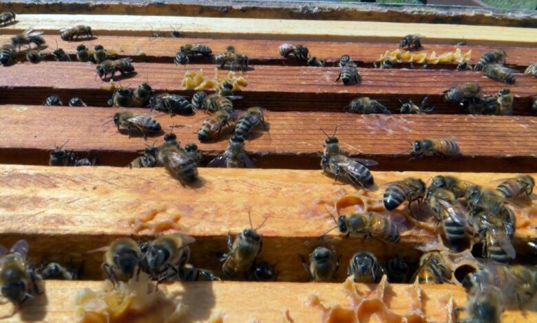 Millions of bees have died this year. It’s “the worst bee loss in recorded history,” one beekeeper says. Millions of bees have died this year. It’s “the worst bee loss in recorded history,” one beekeeper says.