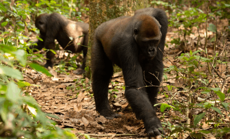 A group of gorillas have a surprising knack for hunting truffles, researchers find A group of gorillas have a surprising knack for hunting truffles, researchers find