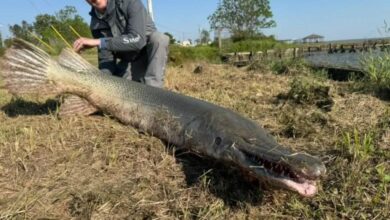 Angler lands likely world record 7-foot beast from Texas lake in life-challenging catch: ‘True 1% likelihood’