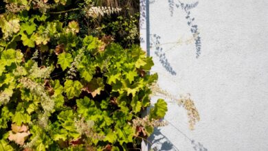 Biophilic Living Might Be Quietly Rewiring Our Brains