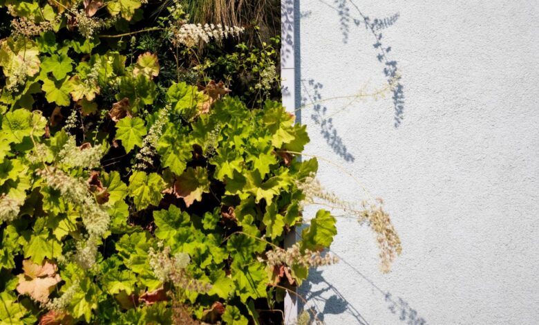 Biophilic Living Might Be Quietly Rewiring Our Brains Biophilic Living Might Be Quietly Rewiring Our Brains