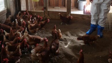 California offering gift cards to encourage bird flu testing