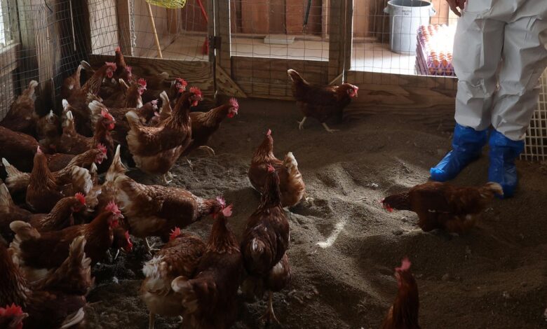 California offering gift cards to encourage bird flu testing