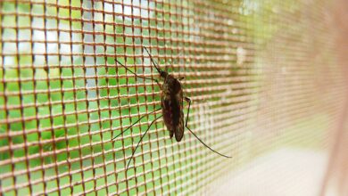 China’s malaria-free status offers crucial lessons for other areas