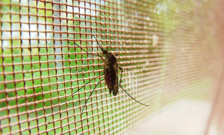 China’s malaria-free status offers crucial lessons for other areas