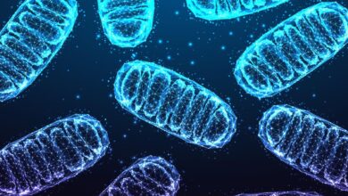 Could Mitochondria Be The Missing Link In Mental Illness? 12 Insights