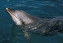 Google made an AI model to talk to dolphins