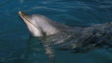 Google made an AI model to talk to dolphins