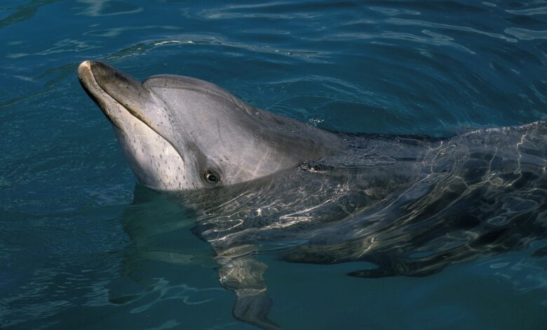 Google made an AI model to talk to dolphins Google made an AI model to talk to dolphins