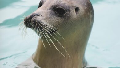 Injured seals get care and sanctuary at a new center in the Netherlands