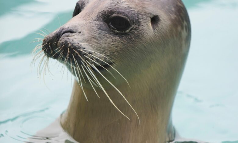 Injured seals get care and sanctuary at a new center in the Netherlands Injured seals get care and sanctuary at a new center in the Netherlands