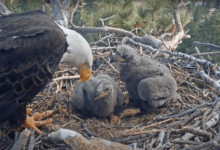 Jackie and Shadow’s eaglets officially named. Meet Sunny and Gizmo.