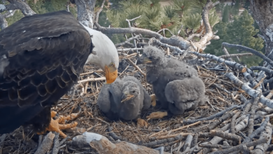 Jackie and Shadow’s eaglets officially named. Meet Sunny and Gizmo.