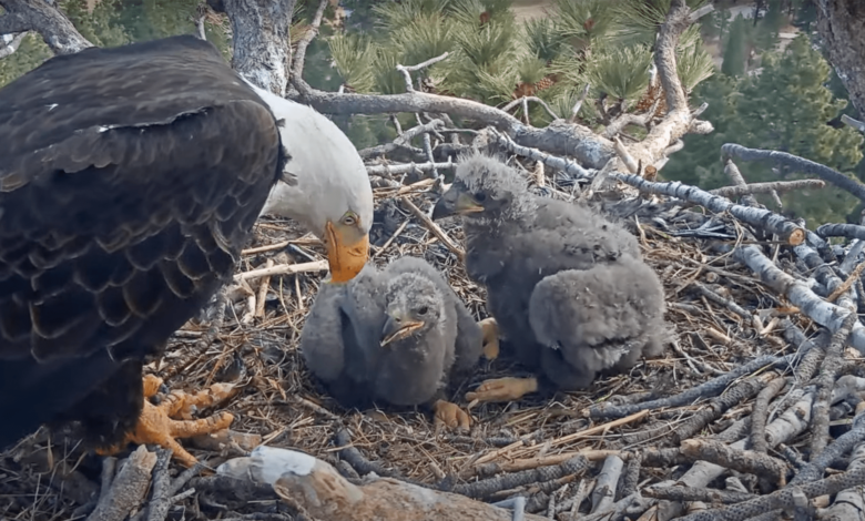 Jackie and Shadow’s eaglets officially named. Meet Sunny and Gizmo. Jackie and Shadow’s eaglets officially named. Meet Sunny and Gizmo.