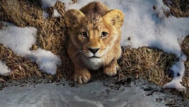 Mufasa: The Lion King Streaming, VOD, DVD Release Dates