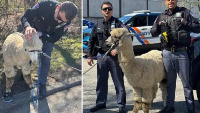 NY cops wrangle ‘on the lam’ alpaca at car dealership in bizarre roundup