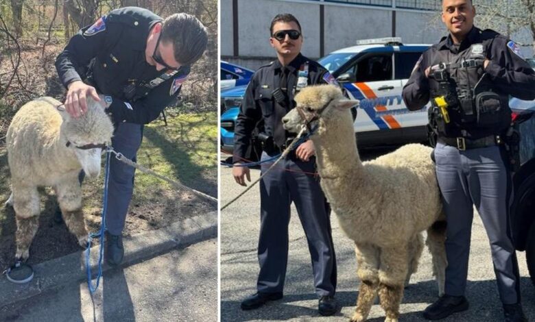 NY cops wrangle ‘on the lam’ alpaca at car dealership in bizarre roundup